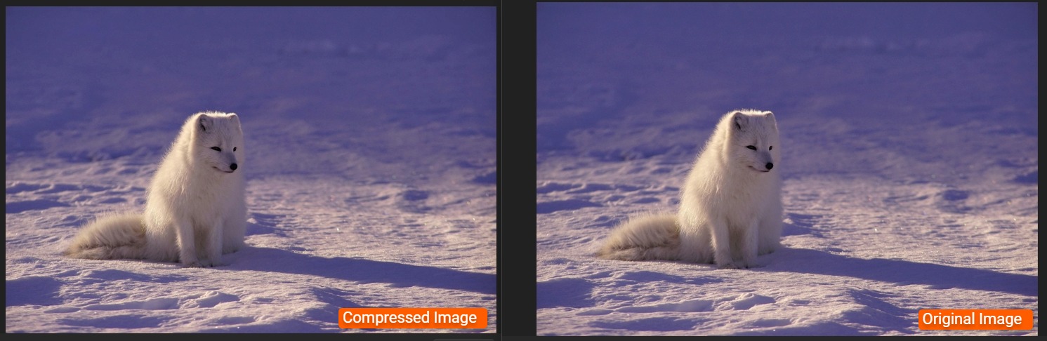 Comparison of JPEG image quality at different compression levels